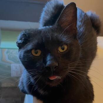 Van Gogh -  Domestic Short Hair and Extra Toes Cat Hemingway Polydactyl Cat for Adoption in Woodbury, New Jersey - Van Gogh | PetCurious