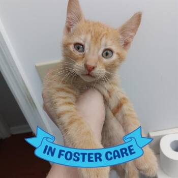 MICHELANGELO -  Domestic Short Hair Cat for Adoption in Tallahassee, Florida - MICHELANGELO | PetCurious
