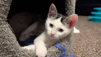 TIWI -  Domestic Short Hair Cat for Adoption in Ocala, Florida - TIWI | PetCurious