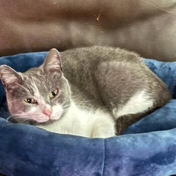 Karen -  Domestic Short Hair Cat for Adoption in Asheville, North Carolina - Karen | PetCurious