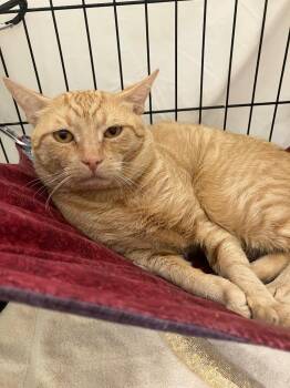 Desmond -  Domestic Short Hair Cat for Adoption in Lunenburg, Massachusetts - Desmond | PetCurious
