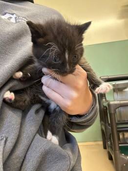 Bandha -  Domestic Short Hair Cat for Adoption in Mineral, Virginia - Bandha | PetCurious