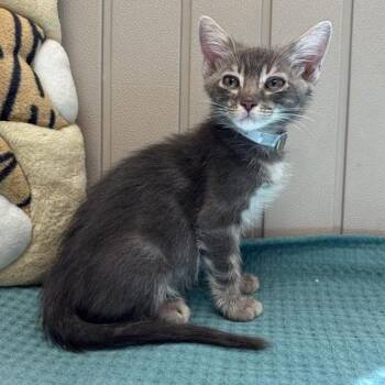 Yosemite -  Domestic Short Hair Cat for Adoption in Long Beach, California - Yosemite | PetCurious
