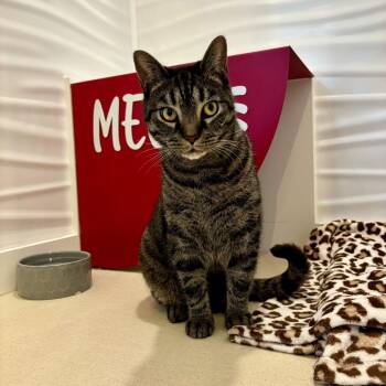 Squeak -  Domestic Short Hair Cat for Adoption in Warwick, Rhode Island - Squeak | PetCurious