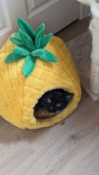 Domestic Short Hair Cats Available for Adoption in Minneapolis, Minnesota - Bigfoot | PetCurious