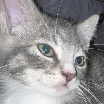 Mars -  Domestic Short Hair Cat for Adoption in Santa Ana, California - Mars | PetCurious