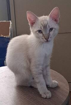 Koa -  Siamese and Domestic Short Hair Cat for Adoption in Phoenix, Arizona - Koa | PetCurious