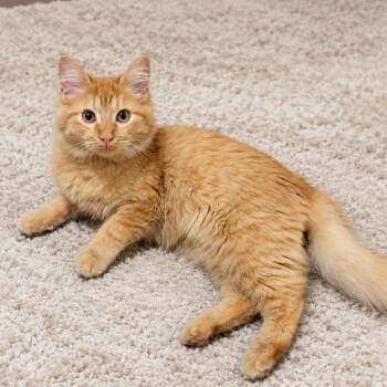 Winston -  Domestic Long Hair and Tabby Cat for Adoption in Brierfield, Alabama - Winston | PetCurious
