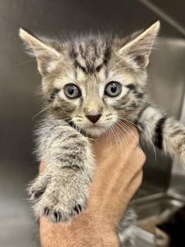 Voltage -  Domestic Short Hair Cat for Adoption in Wichita, Kansas - Voltage | PetCurious