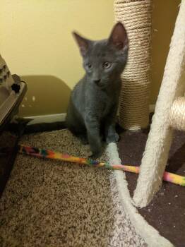 Rescue Domestic Short Hair Cats for Adoption - August S Pumpernickel | PetCurious