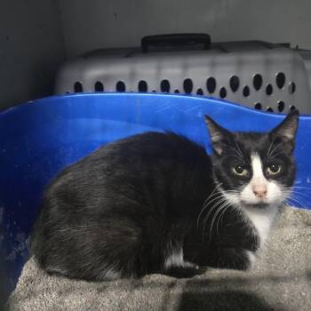 Diamond -  Domestic Short Hair Cat for Adoption in Sioux Falls, South Dakota - Diamond | PetCurious