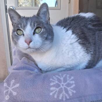 Maui -  Domestic Short Hair Cat for Adoption in Kanab, Utah - Maui | PetCurious