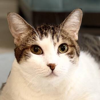 Lola -  American Shorthair Cat for Adoption in Laguna Woods, California - Lola | PetCurious