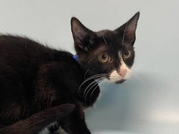 Shia -  Domestic Short Hair Cat for Adoption in Golden Valley, Minnesota - Shia | PetCurious