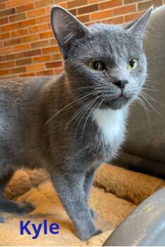 Rescue Domestic Short Hair Cats for Adoption in Muskegon, Michigan - KYLE | PetCurious