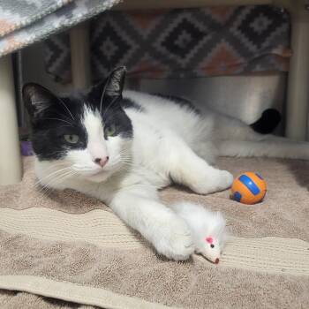 Domestic Short Hair Cats Available for Adoption in Fort Wayne, Indiana - Bull | PetCurious