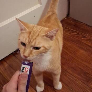 Briar -  Domestic Short Hair Cat for Adoption in Hopewell, Virginia - Briar | PetCurious