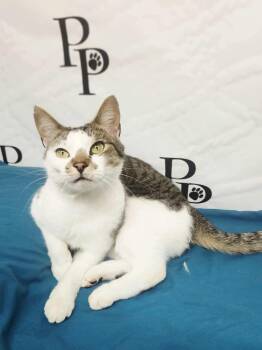 Rescue Domestic Short Hair Cats for Adoption in Social Circle, Georgia - Tabbit | PetCurious
