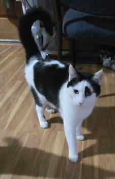 Domestic Short Hair Cats Available for Adoption in Harrisburg, Pennsylvania - Dutch | PetCurious