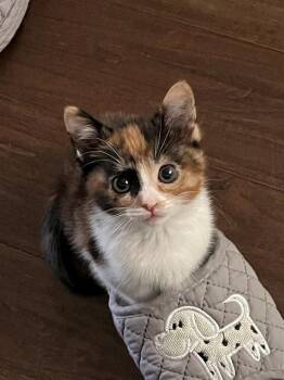 Domestic Short Hair Cats Available for Adoption in Ontario, California - KONG - IN FOSTER | PetCurious