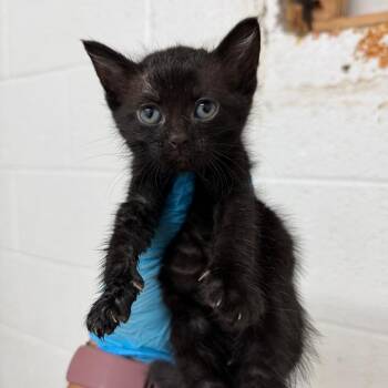 Ricotta -  Domestic Short Hair Cat for Adoption in Edinburg, Texas - Ricotta | PetCurious