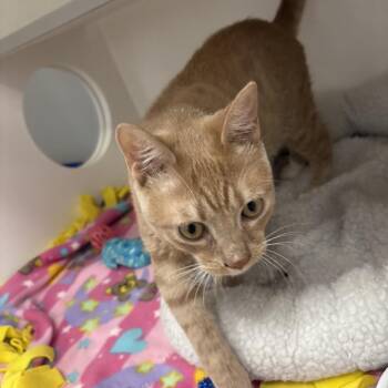 Crush -  Domestic Short Hair Cat Available for Adoption in Jupiter, Florida - Crush | PetCurious