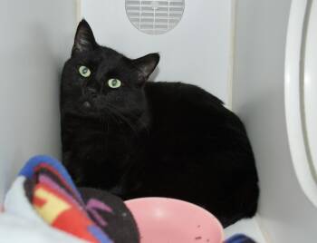 Rescue Domestic Short Hair Cats for Adoption in Grass Valley, California - Pumpkin King | PetCurious