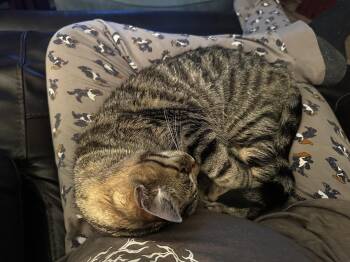 Emmy Lou -  Domestic Short Hair Cat for Adoption in Fairfax, Virginia - Emmy Lou | PetCurious