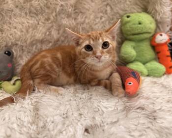 Rescue Domestic Short Hair Cats for Adoption in South Ogden, Utah - Paul Wall | PetCurious