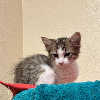 Cranny w/ Nook -  Domestic Short Hair Cat for Adoption in Flagstaff, Arizona - Cranny W/ Nook | PetCurious