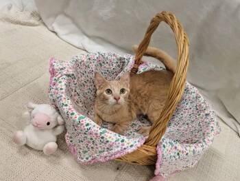 Crumpet and Biscotti- Bonded -  Tabby Cat for Adoption in Pueblo, Colorado - Crumpet And Biscotti- Bonded | PetCurious