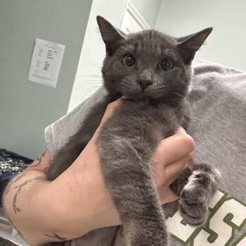 Zara -  Domestic Short Hair Cat for Adoption in Titusville, Florida - Zara | PetCurious