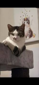 Domestic Short Hair Cats Available for Adoption - Pudding | PetCurious