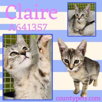 Rescue Domestic Short Hair Cats for Adoption in Houston, Texas - CLAIRE | PetCurious
