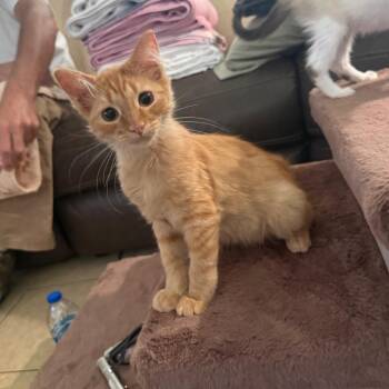 Cutie -  Domestic Medium Hair Cat for Adoption in Tustin, California - Cutie | PetCurious