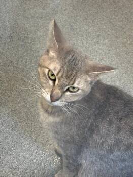 Sage -  Domestic Short Hair Cat for Adoption in Fort Collins, Colorado - Sage | PetCurious