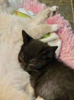 BATMAN -  Domestic Short Hair Cat for Adoption in West Valley City, Utah - BATMAN | PetCurious