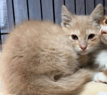 Busta Rhymes -  Domestic Short Hair Cat for Adoption in Cincinnati, Ohio - Busta Rhymes | PetCurious