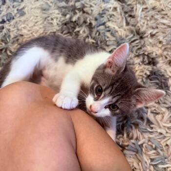 Guppy -  Domestic Short Hair Cat for Adoption in Middleton, Wisconsin - Guppy | PetCurious