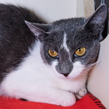 Rescue Domestic Short Hair Cats for Adoption in South Elgin, Illinois - Zoomie | PetCurious