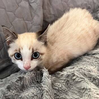 Seven -  Siamese and Domestic Short Hair Cat for Adoption in Candler, North Carolina - Seven | PetCurious