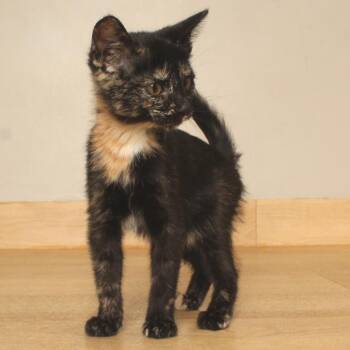Mulva C70846 -  Domestic Short Hair Cat for Adoption in Minnetonka, Minnesota - Mulva C70846 | PetCurious