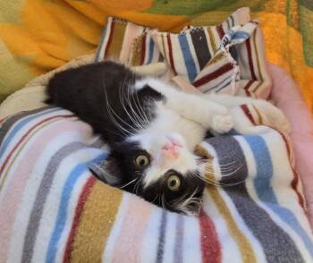 Eunice -  Domestic Medium Hair Cat for Adoption in Seal Beach, California - Eunice | PetCurious