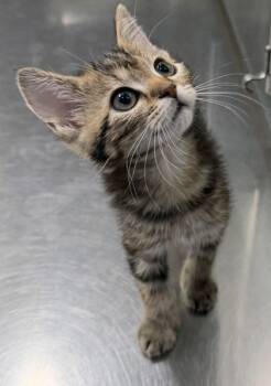 Rescue Domestic Short Hair Cats for Adoption in Vincennes, Indiana - Athena | PetCurious