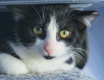 Miguel -  Domestic Short Hair Cat for Adoption in Toronto, Ontario - Miguel | PetCurious