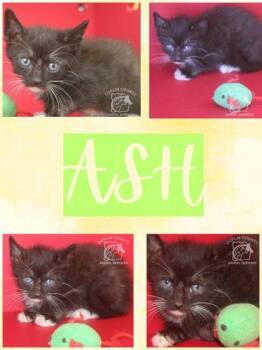 ASH -  Domestic Short Hair Cat for Adoption in Kenansville, North Carolina - ASH | PetCurious