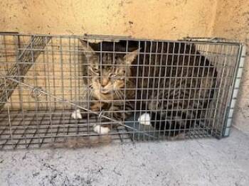 Domestic Short Hair Cats Available for Adoption in Louisville, Kentucky - JOFFREY | PetCurious