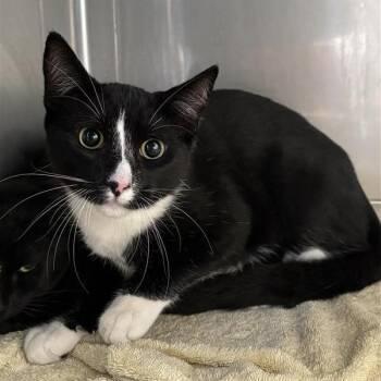 Alvin -  Domestic Short Hair Cat for Adoption in Hawthorne, California - Alvin | PetCurious