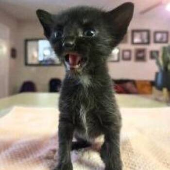 Cheez Wiz -  Domestic Short Hair Cat for Adoption in West Palm Beach, Florida - Cheez Wiz | PetCurious