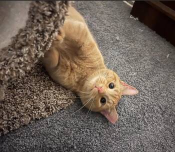 Rescue Domestic Short Hair Cats for Adoption in Rockville, Maryland - Rufus | PetCurious